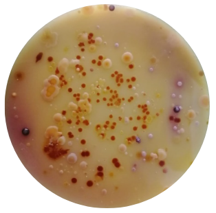 Laboratorio de Microbiología