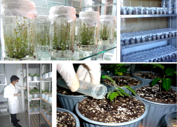 Laboratorio de Micropropagación y Ensayos Experimentales
