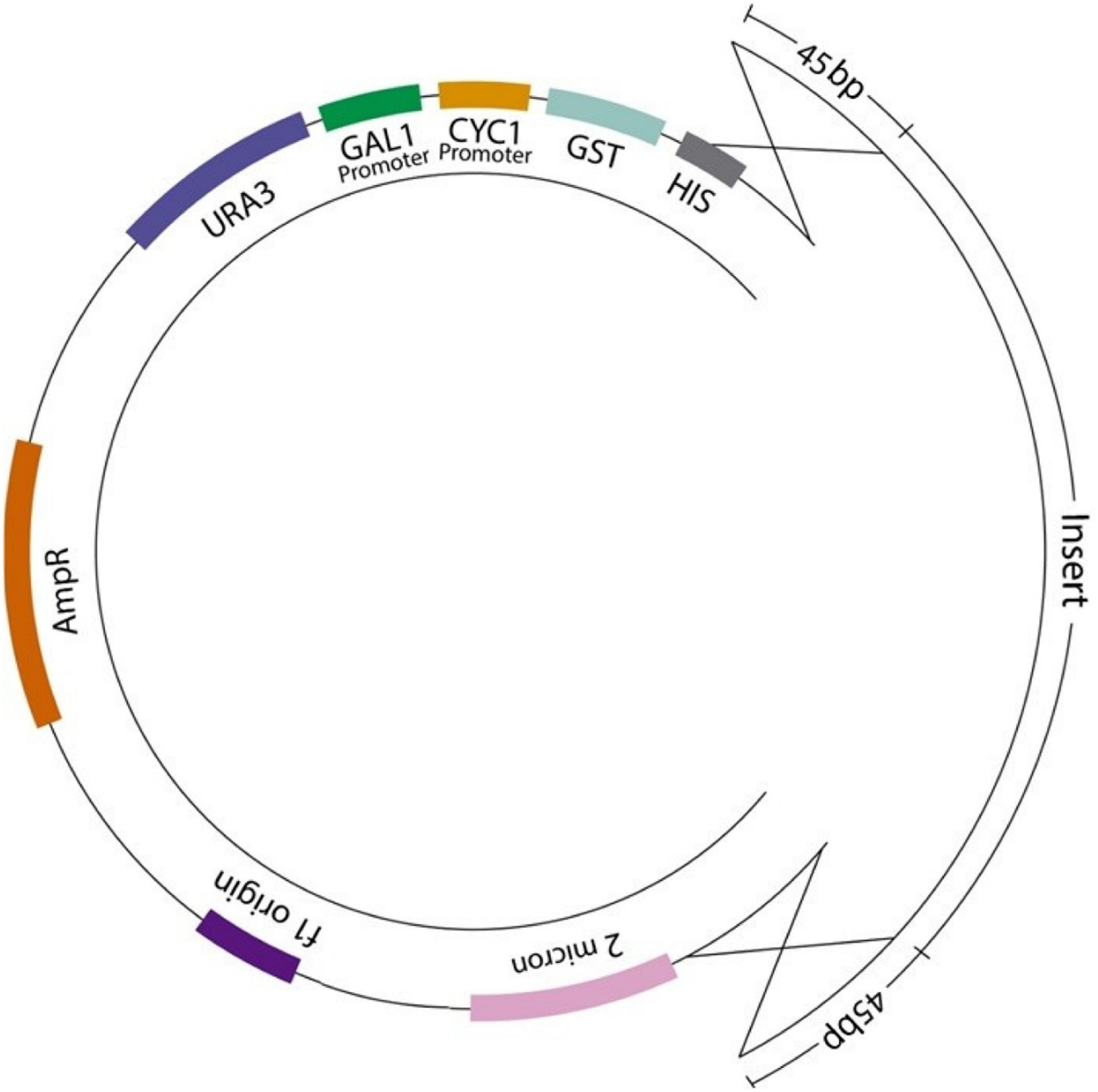 Efficient cloning of tilapia lake virus complementary DNAs using an in vivo strategy in baker's yeast